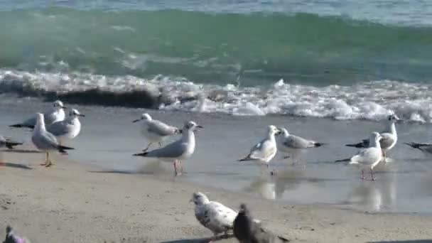 Karadeniz Martılar Güvercinler Güneşli Kış Günü — Stok video