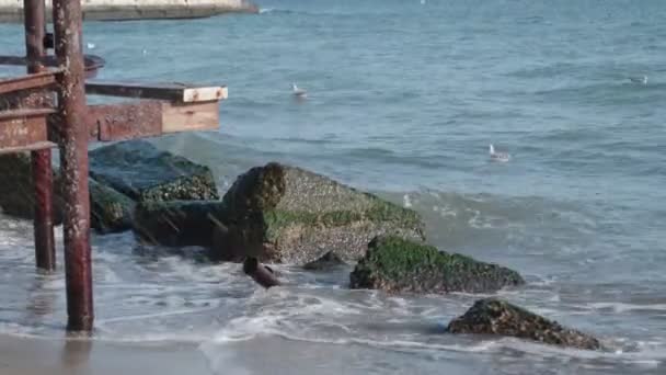 黒海の海岸 晴れた冬の日 波の上にカモメ 湿った石の上に緑の苔 錆びた金属製の構造 波と砂 — ストック動画