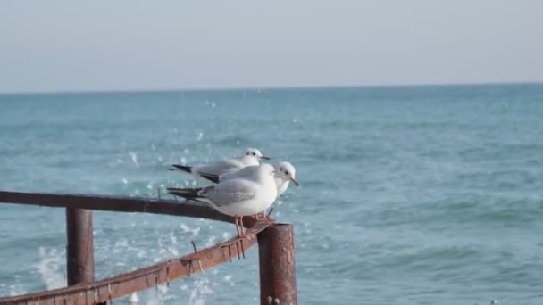 Seagulls Black Sea Winter Day Birds Sitting Shore Rusty Metal — Stock Video