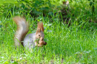 Sincap fındık tutar..