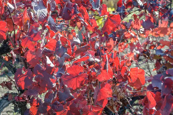 Folhas de uva vermelha no outono . — Fotografia de Stock