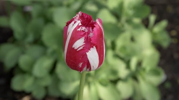 Kırmızı Beyaz Bir Lale Rüzgarda Sallanıyor Bahar Çiçeği Soğanı — Stok video