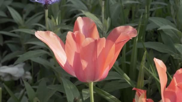 Růžový Tulipán Zahradě Houpe Větru — Stock video