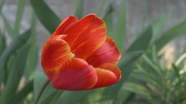 Tulipa Vermelha Amarela Jardim Oscila Vento Bolbo Floração Primavera — Vídeo de Stock