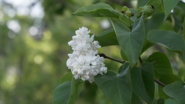 Fioritura Lilla Bianca Primavera Molti Fiori Bianchi Spugna Lilla Tinta — Video Stock