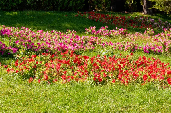 Cama de flores com composições de flores brilhantes . Imagem De Stock