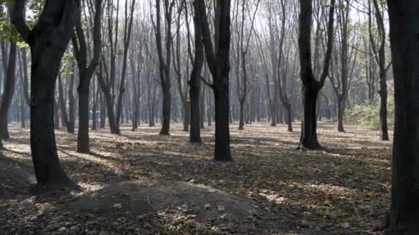 Drzewa Otbernują Cienie Słoneczny Dzień Jesienią Wiele Drzew Lesie Parku — Wideo stockowe