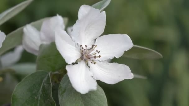 Pétalos de membrillo se balancean en el viento en primavera . — Vídeo de stock