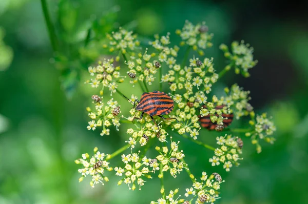 Rood gestreepte tuinwantsen op peterselie — Stockfoto