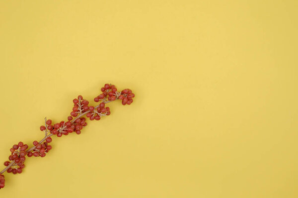 Branch of sea-buckthorn red on a yellow background.