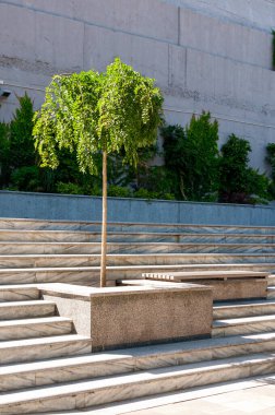 A young tree growing among the stairs.