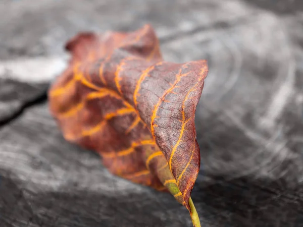 Foglia Autunnale Vecchio Tronco Albero Primo Piano Noce Foglia Secca — Foto Stock