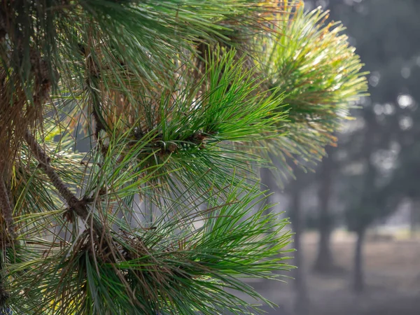 Kiefernzweig Nahaufnahme Hintergrund Sind Die Silhouetten Der Bäume Wald Sehen — Stockfoto