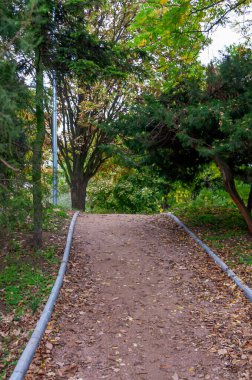 Sonbaharın başında Parkta bir patika. Yeşil ağaçlar ve yerde sarı yapraklar.