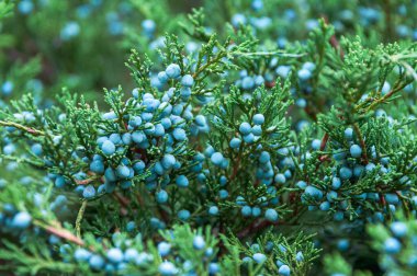 Kozalaklı ağacın mavi meyveleri, ardıç. Selvi ailesi. Dekoratif bitki.