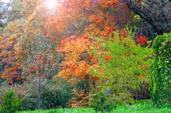 Paysage Automne Avec Des Arbres Colorés Divers Feuillus Conifères Dans — Photo