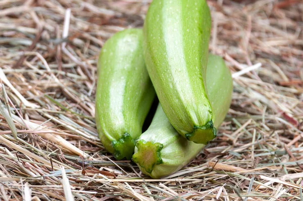 Zbierz Organiczną Zieloną Cukinię Niewodach Warzywa Dla Zdrowia — Zdjęcie stockowe