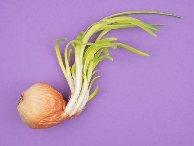 Mor arka planda taze soğan. Genç yeşil soğan.