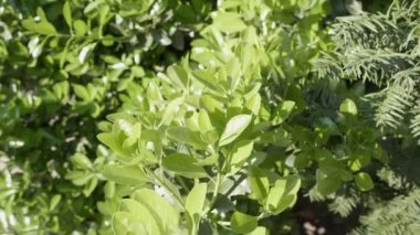 Bahçedeki Evergreen fundalığı.