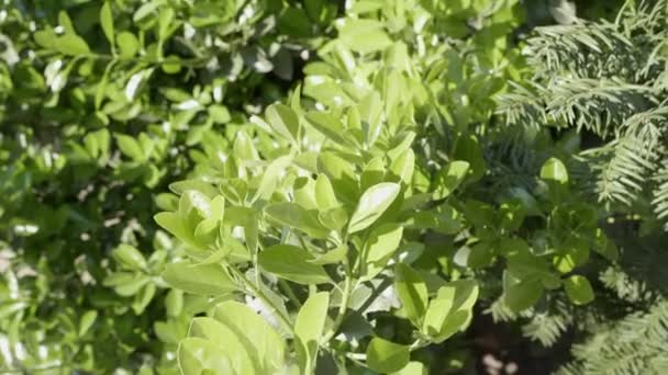 Evergreen shrub Euonymus in the garden. — Stock Video