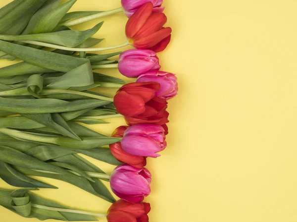 Red and pink tulips on a yellow background. The view from the top.