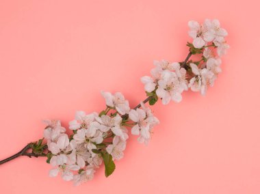 Pembe arka planda kiraz çiçeğinin çiçek açan dalı. Yukarıdan manzara. Beyaz çiçekler. Bahar çiçekleri