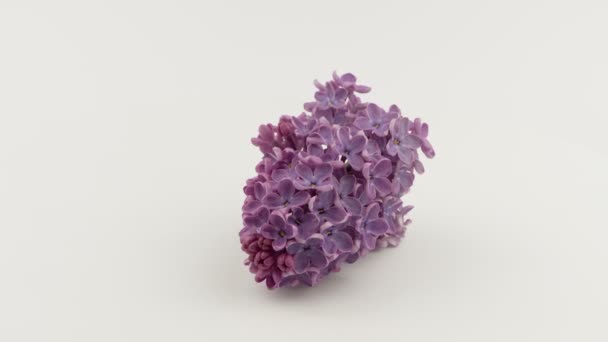 Ramita floreciente de lila púrpura sobre un fondo blanco . — Vídeos de Stock
