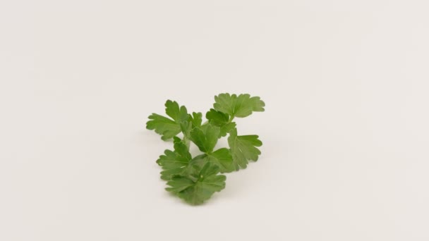 A green sprig of parsley on a white background. Rotation. — Stock Video