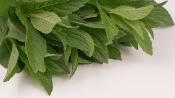 Green mint leaves closeup. White background. — Stock Video