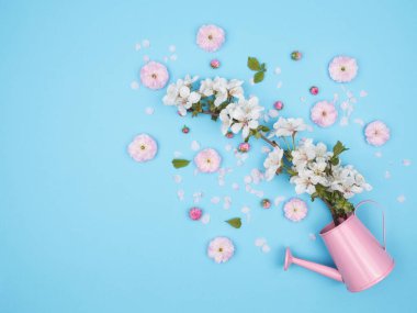 Çiçek açan kiraz dalı, pembe dekoratif badem çiçekleri ve sulama kutusu..