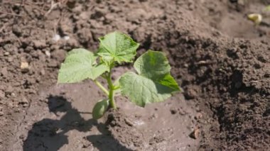 Yeşil çalılık organik salatalık. Genç bitki. Güneşin altında filizlen.