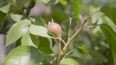 Ağaçta küçük meyveler olgunlaşır. Güneşli bir gün.