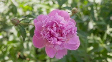 Bahçedeki şakayık. Rüzgarda sallanan pembe çiçek. Yakın plan..