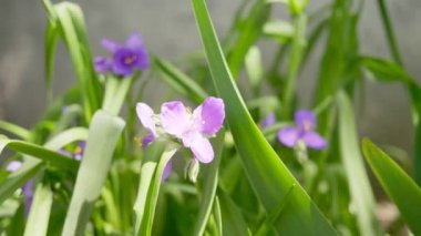 Tradescantia bahçede. Rüzgâr, güneşli bir günde mor çiçekleri hışırdatır.