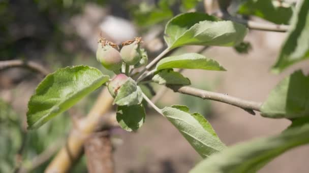 Дозрівання фруктів Apple на гілці. Вітер шелестить гілля дерева.. — стокове відео