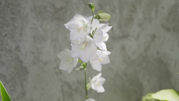 茎に白い鐘の花が風に揺れる。晴れた日. — ストック動画