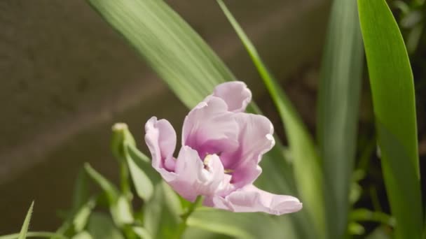 Tulipán púrpura en el jardín. La planta a la luz del sol . — Vídeos de Stock