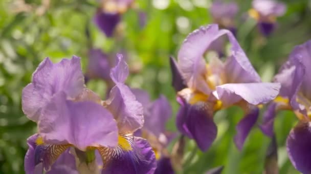 Vítr šustí fialovými duhovkami. Květiny detailní. — Stock video