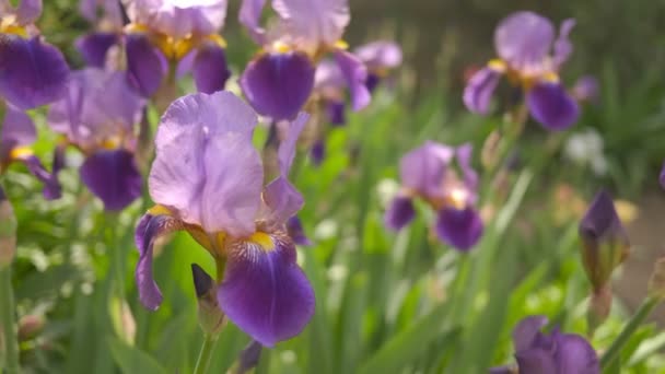 Iris violetas en el jardín. Día soleado. Lento-mo . — Vídeos de Stock