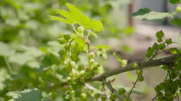 Organic currants ripen. Green berries on the branches of a Bush. — Stock Video