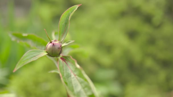 Бутон розовый пион в саду. Зеленая листва . — стоковое видео
