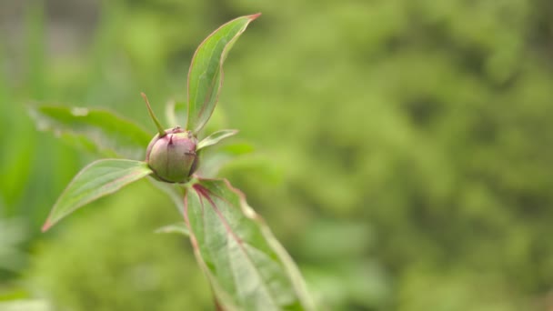 O broto é peônia rosa no jardim. A folhagem verde . — Vídeo de Stock