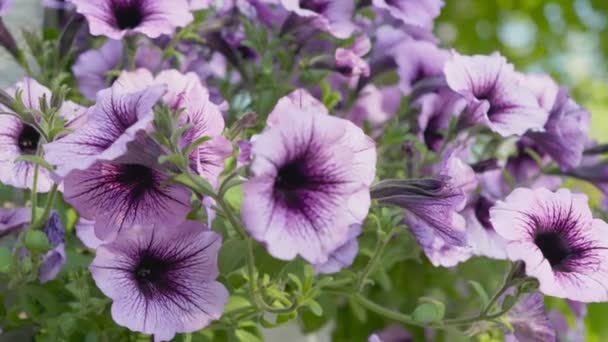 Lila petunior blommar. Många blommor på nära håll. — Stockvideo