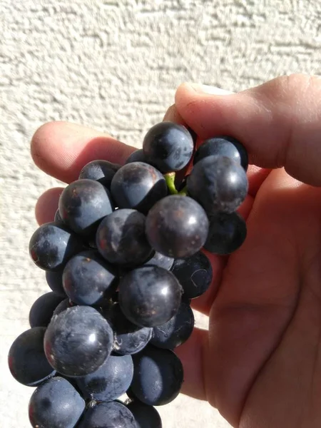 Trauben Trauben Blau Hand — Stockfoto