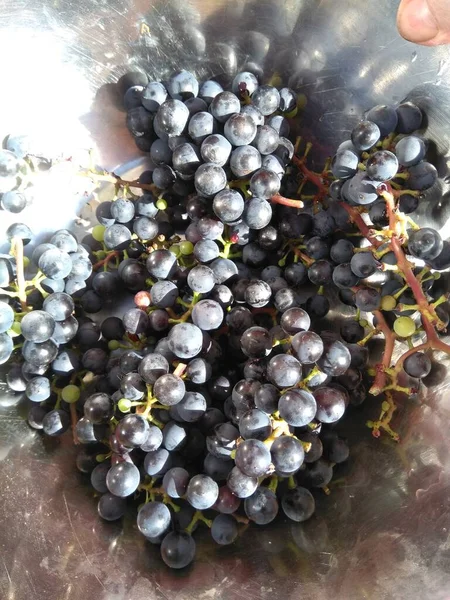 Üzüm, bir demet üzüm, mavi, el.