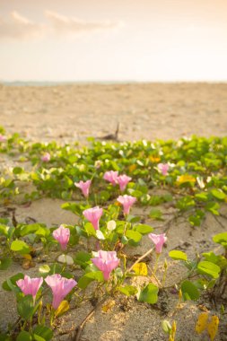 Kıyısında çiçek açan deniz incir çiçekler