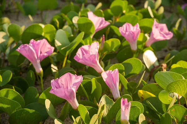 Sea fig flowers blooming on coast — Stock Photo, Image