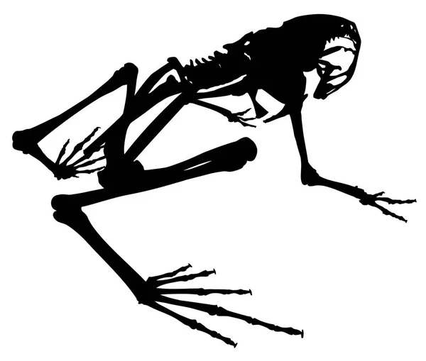 Silhouet skelet van een kikker vector — Stockvector