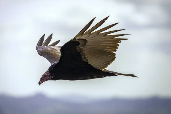 Γαλοπούλα Πτήση Turkey Vulture Cathartes Aura Flight Δομινικανή Δημοκρατία — Φωτογραφία Αρχείου