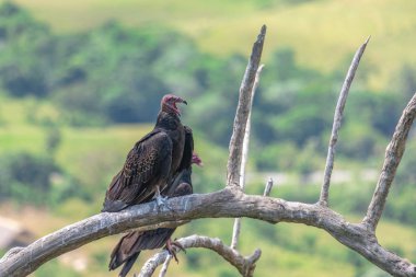 Hindi Akbaba uçuyor. Türkiye Akbaba Cathartes aura, uçuyor, Dominik Cumhuriyeti.